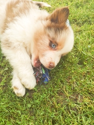 les chiens sont admis au camping paradis les palmiers, face à la trinité sur mer